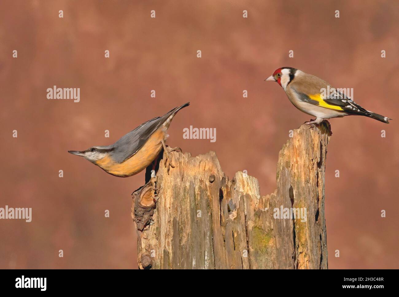 Eurasian Nuthatch, Hawick, Scottish Borders Foto Stock