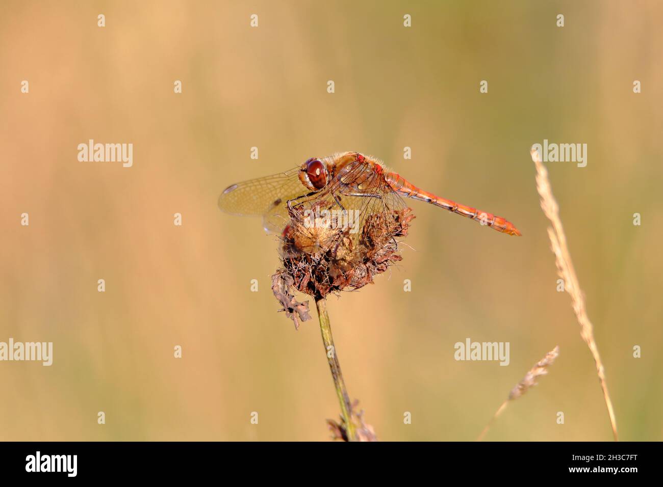 Libellula Foto Stock