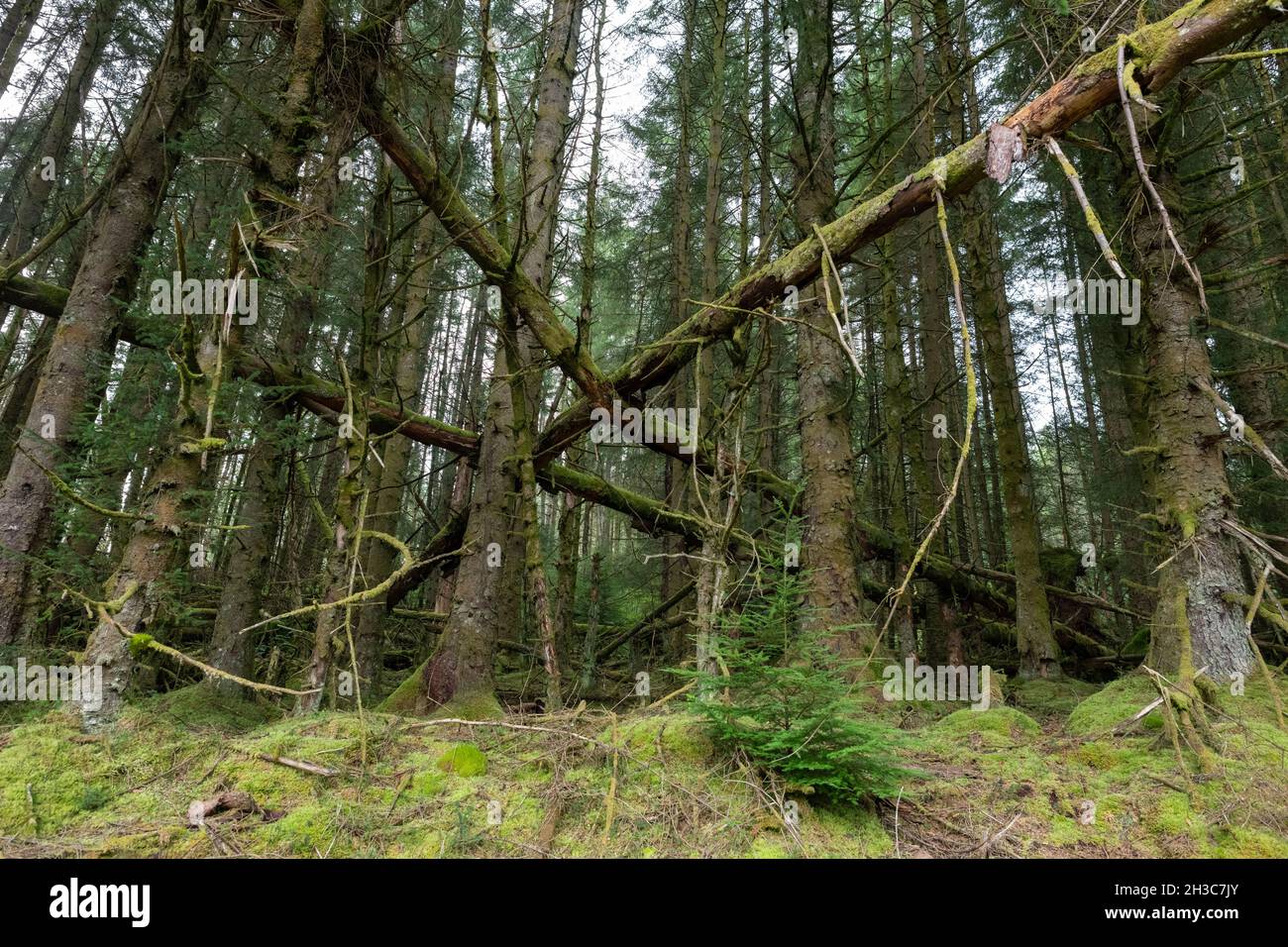 Alberi di pino caduti in Queen Elizabeth Forest Park - Scozia, Regno Unito Foto Stock
