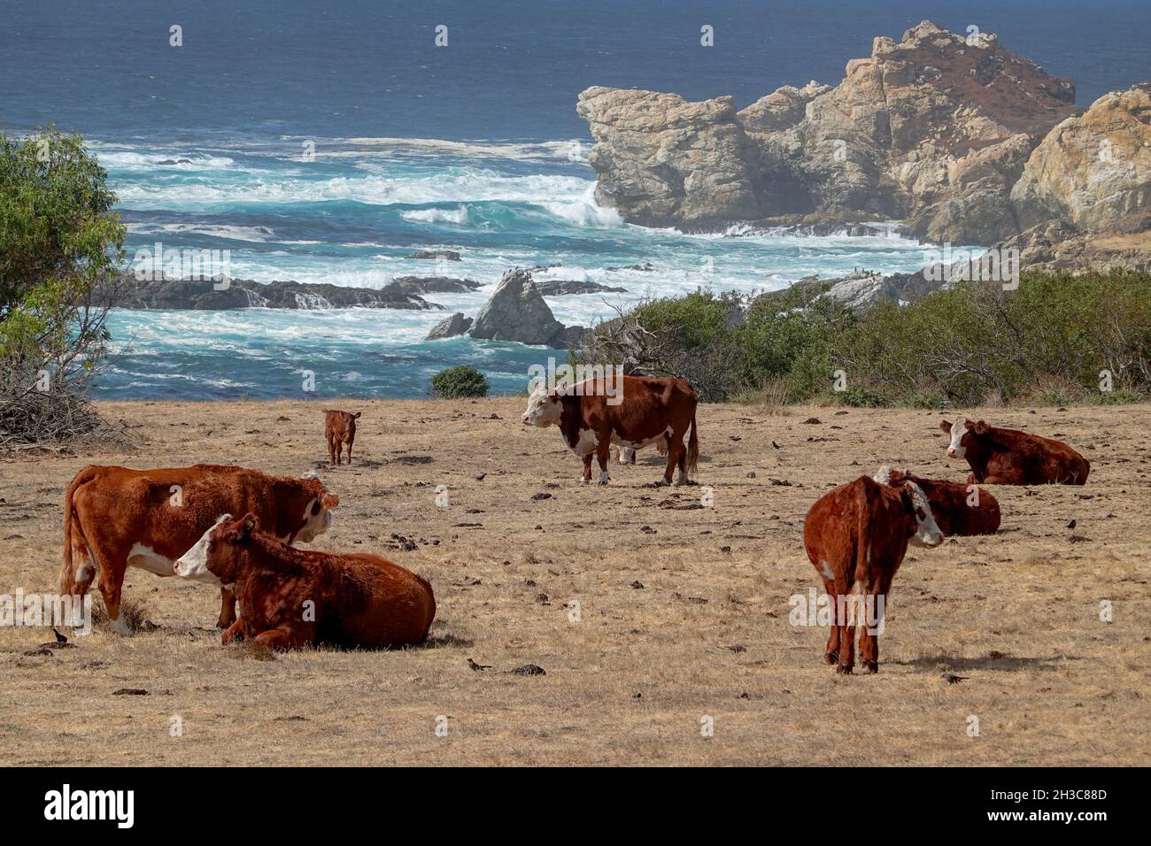 Bestiame da carne al pascolo lungo la cima della scogliera, preso dall'autostrada della costa del Pacifico a Big Sur Monterey County, California, USA Foto Stock