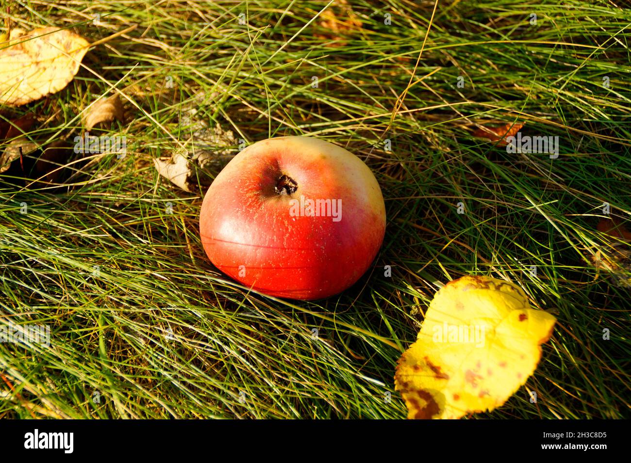 Una splendida mela matura che giace nel verde erba in una giornata di ottobre soleggiato Foto Stock