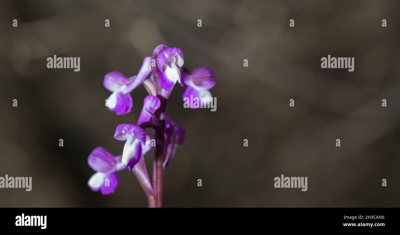 Bella orchidea selvaggia rara Anacamptis morio subsp. Champagneuxii. Valverde de Leganes, Estremadura, Spagna Foto Stock