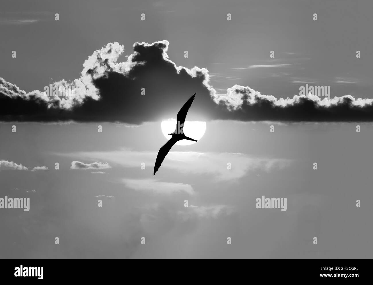 Un silhouette di un uccello è volare oltre il sole che brilla bianco con ali completamente sparsi in volo in formato immagine bianco e nero Foto Stock