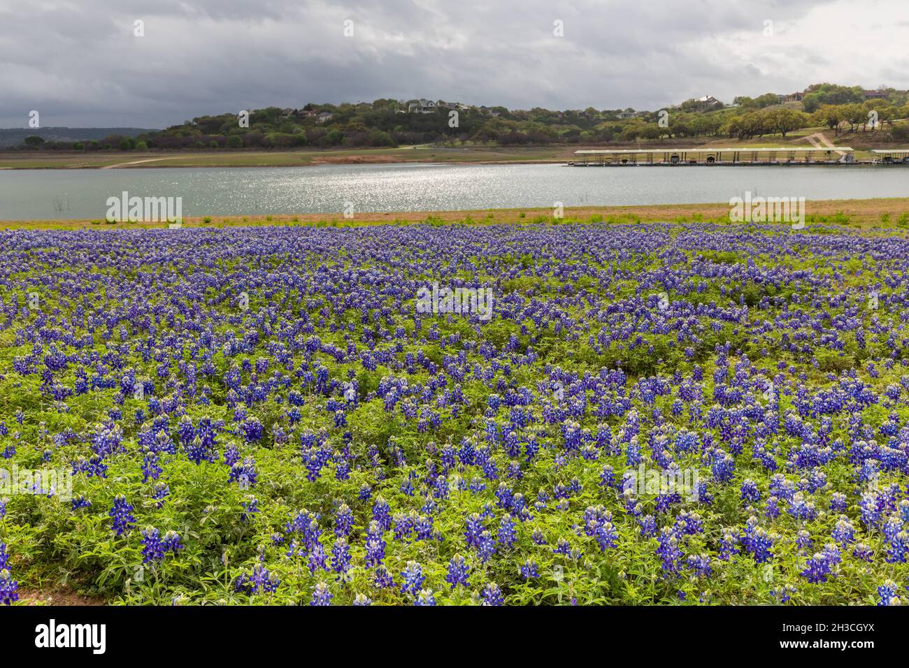 Bluebonnet sul lago Travis Austin Texas Foto Stock