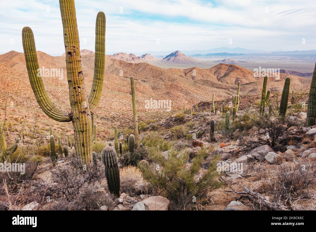 Un cactus saguaro in pockmared nel Parco Nazionale di Saguaro, Tucson, AZ. Gli uccelli spesso buchi di peck nel tronco da usare come un luogo sicuro per nidificare Foto Stock