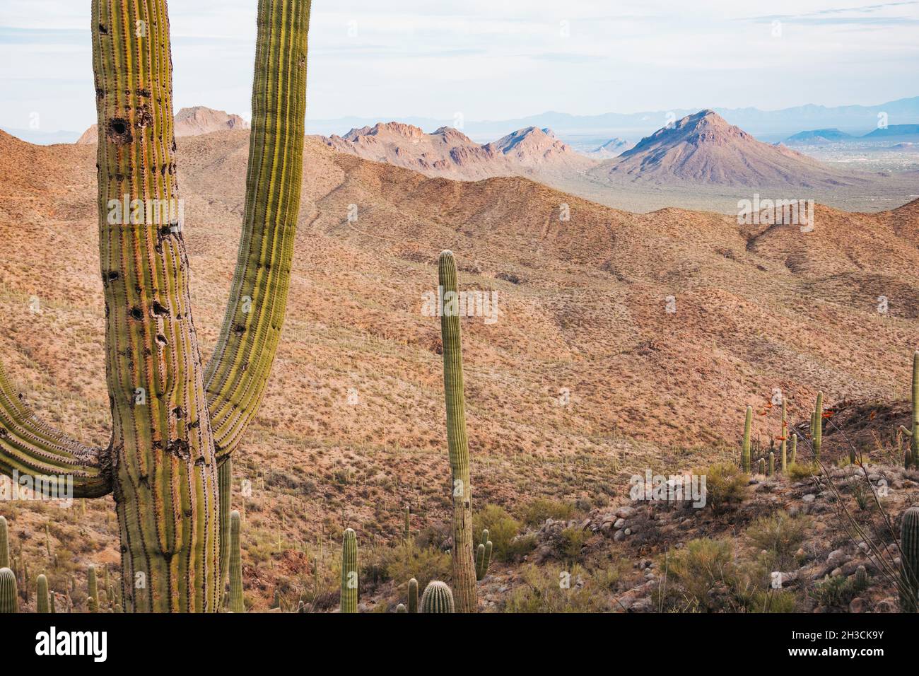 Un cactus saguaro in pockmared nel Parco Nazionale di Saguaro, Tucson, AZ. Gli uccelli spesso buchi di peck nel tronco da usare come un luogo sicuro per nidificare Foto Stock