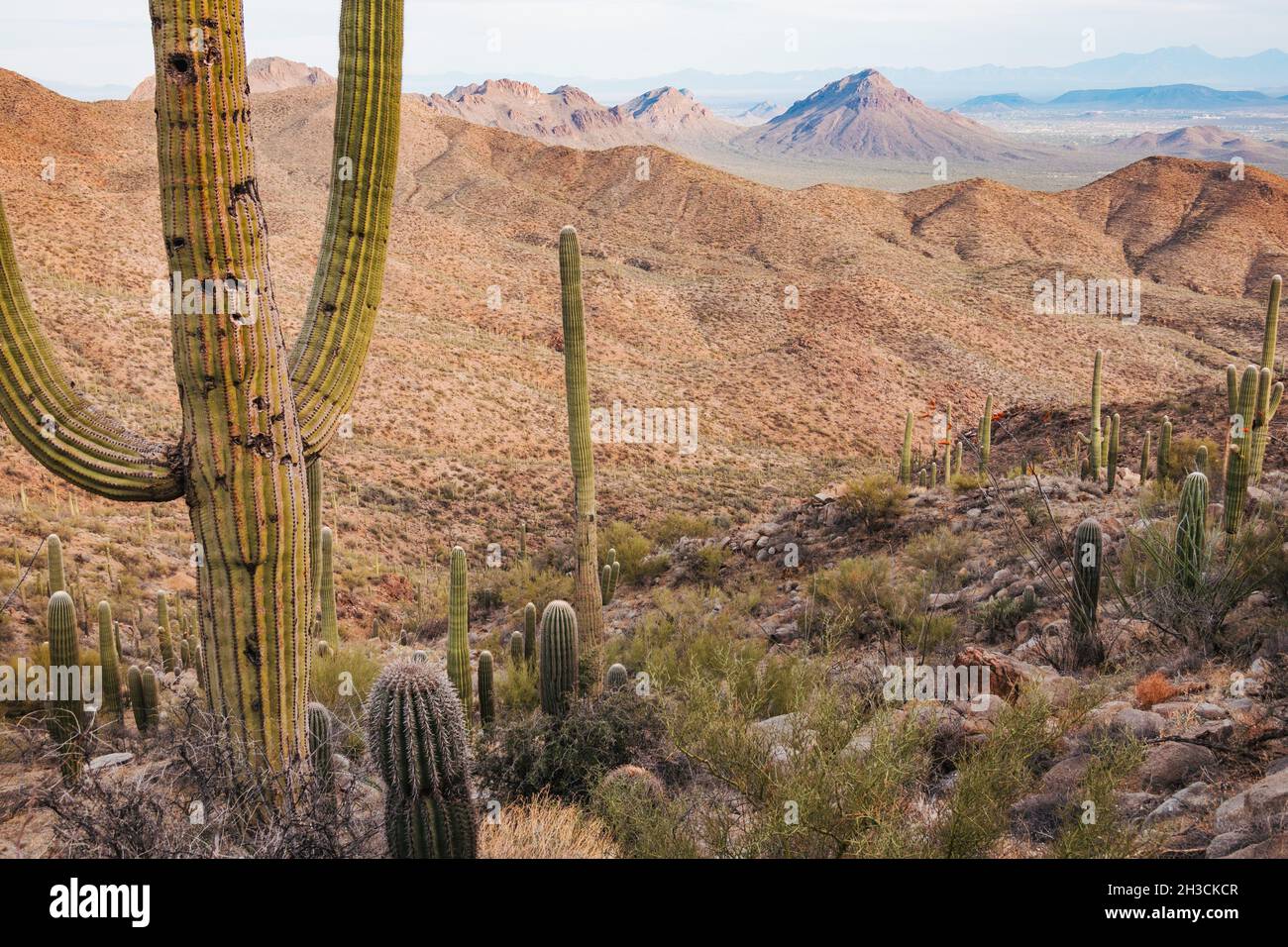 Un cactus saguaro in pockmared nel Parco Nazionale di Saguaro, Tucson, AZ. Gli uccelli spesso buchi di peck nel tronco da usare come un luogo sicuro per nidificare Foto Stock