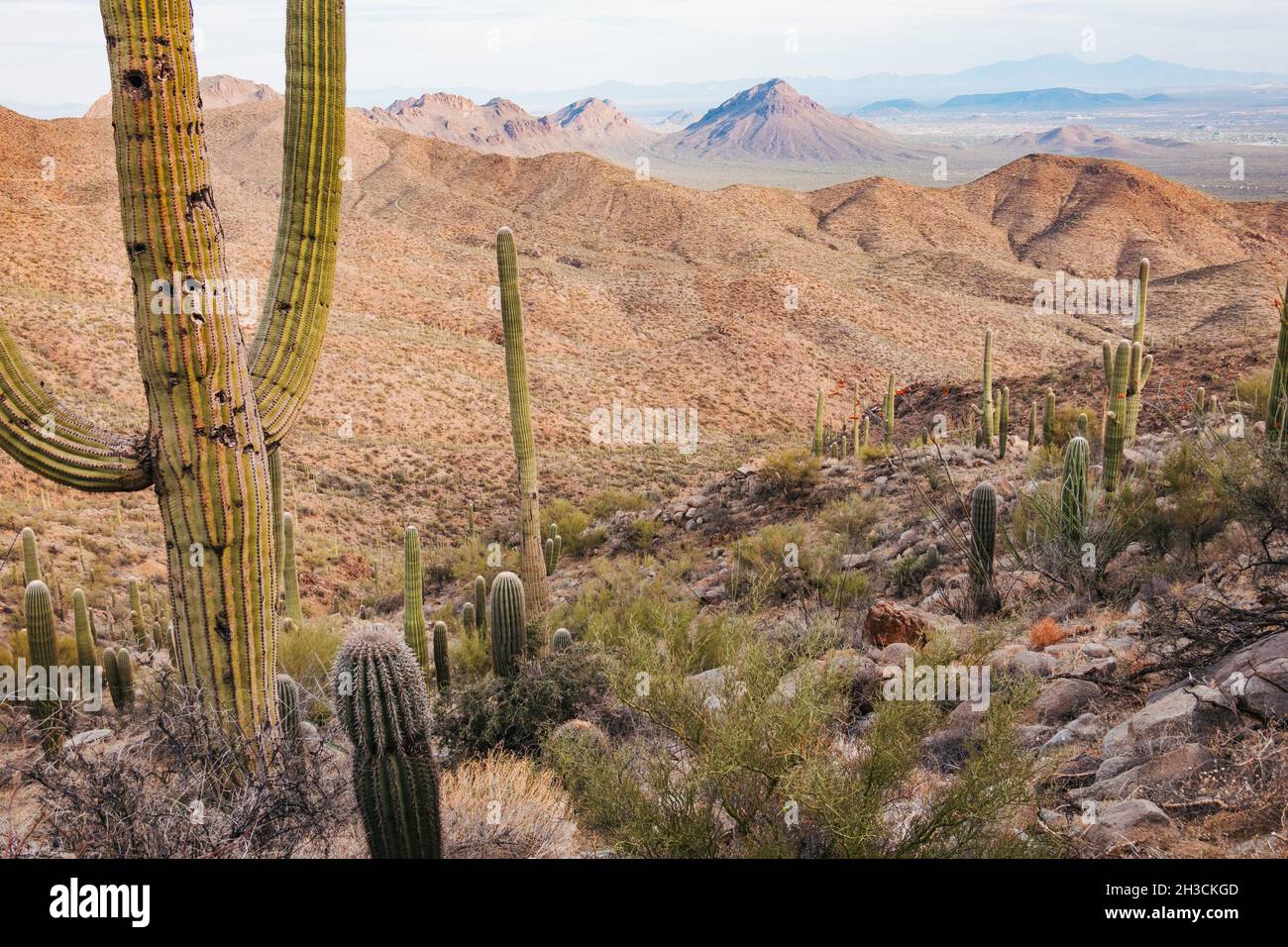 Un cactus saguaro in pockmared nel Parco Nazionale di Saguaro, Tucson, AZ. Gli uccelli spesso buchi di peck nel tronco da usare come un luogo sicuro per nidificare Foto Stock