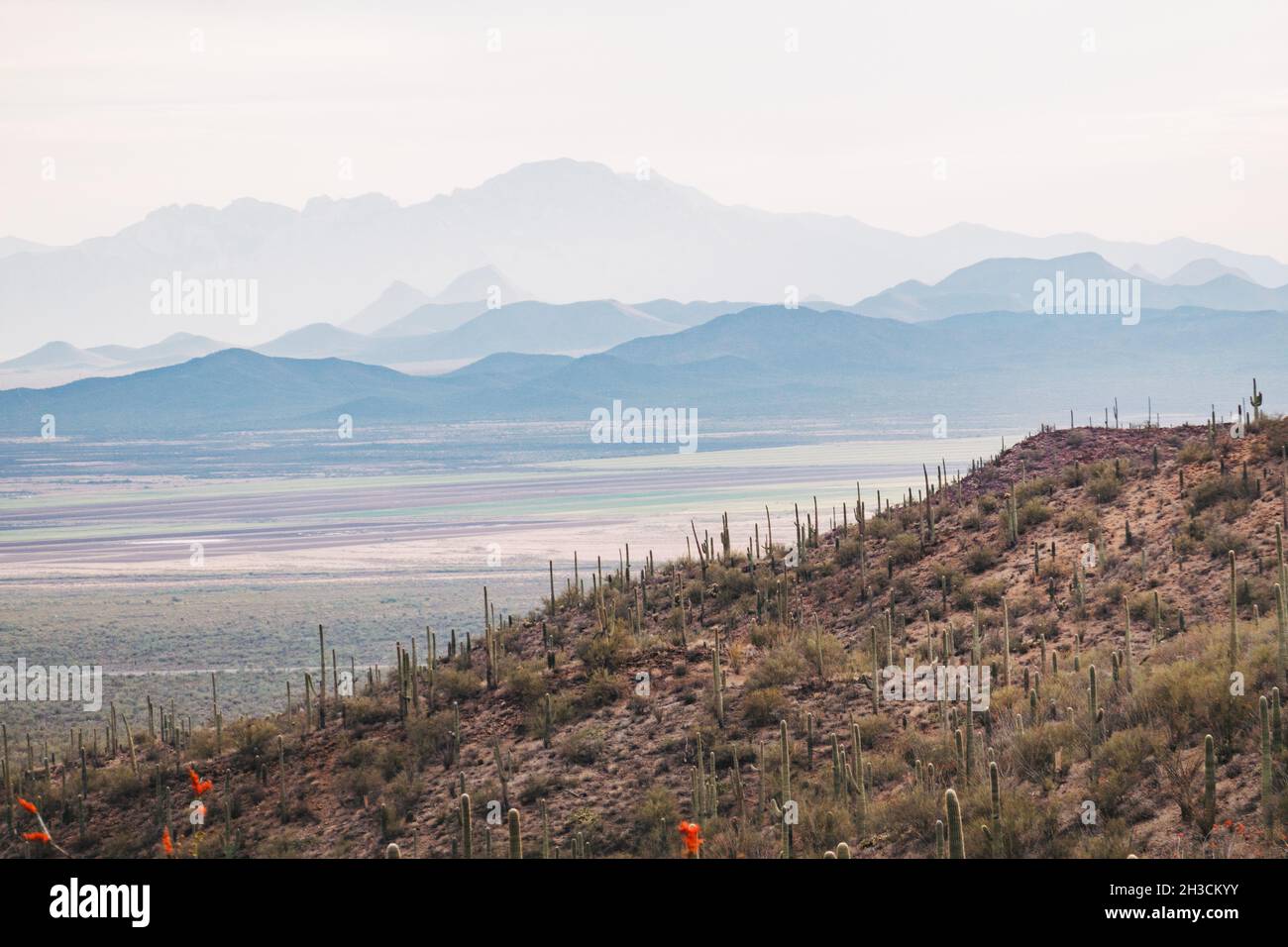 Escursioni nel Parco Nazionale di Saguaro, Tucson, Arizona. Sede della più grande specie di cactus degli Stati Uniti, si distesa il paesaggio fino a che l'occhio può vedere Foto Stock