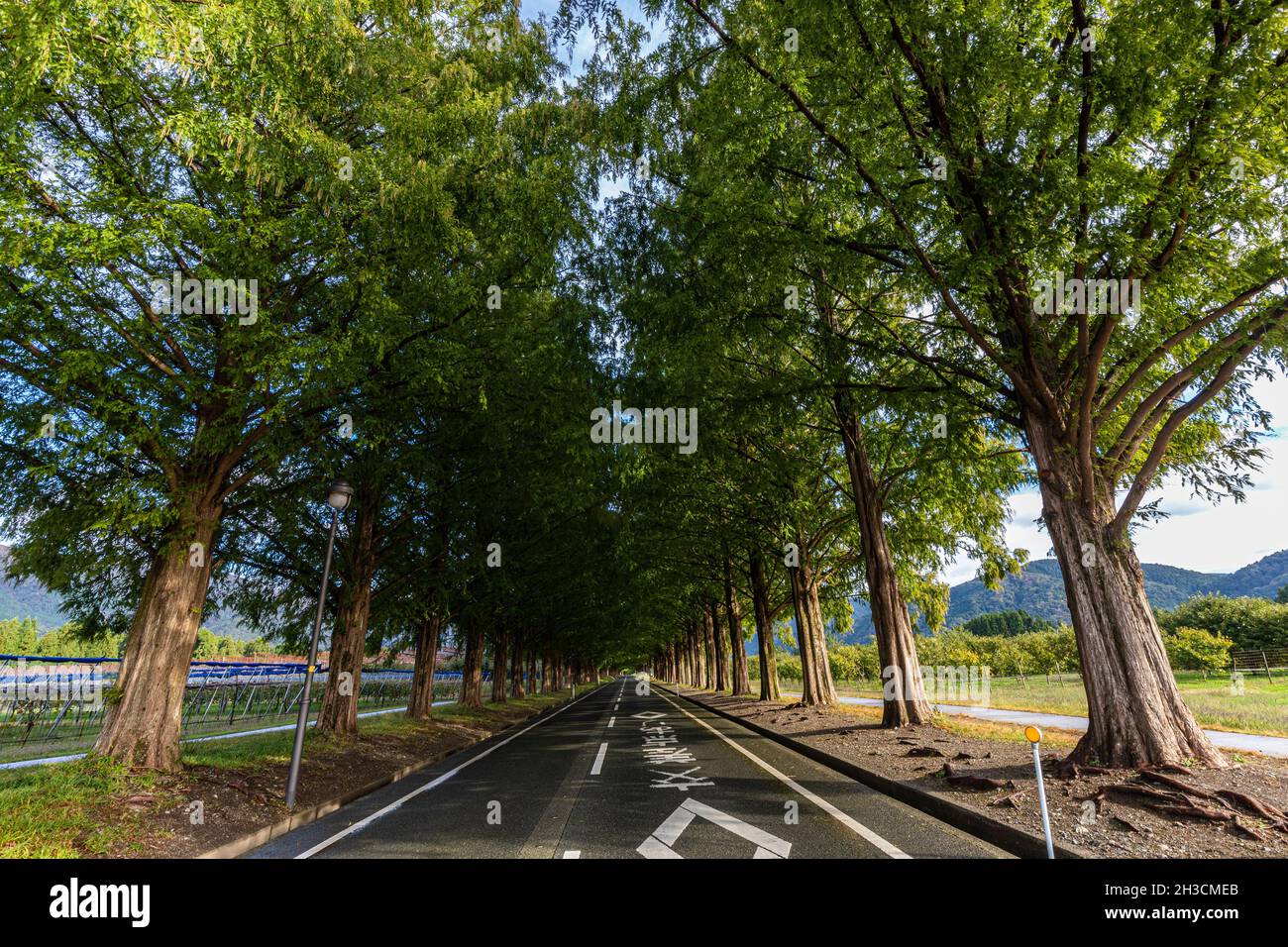 Metasequoia Namiki - nel 1981 Makino Town Fruit Tree Production Association piantò 440 metasequoia nella zona controllata come frangivento per 2 K. Foto Stock