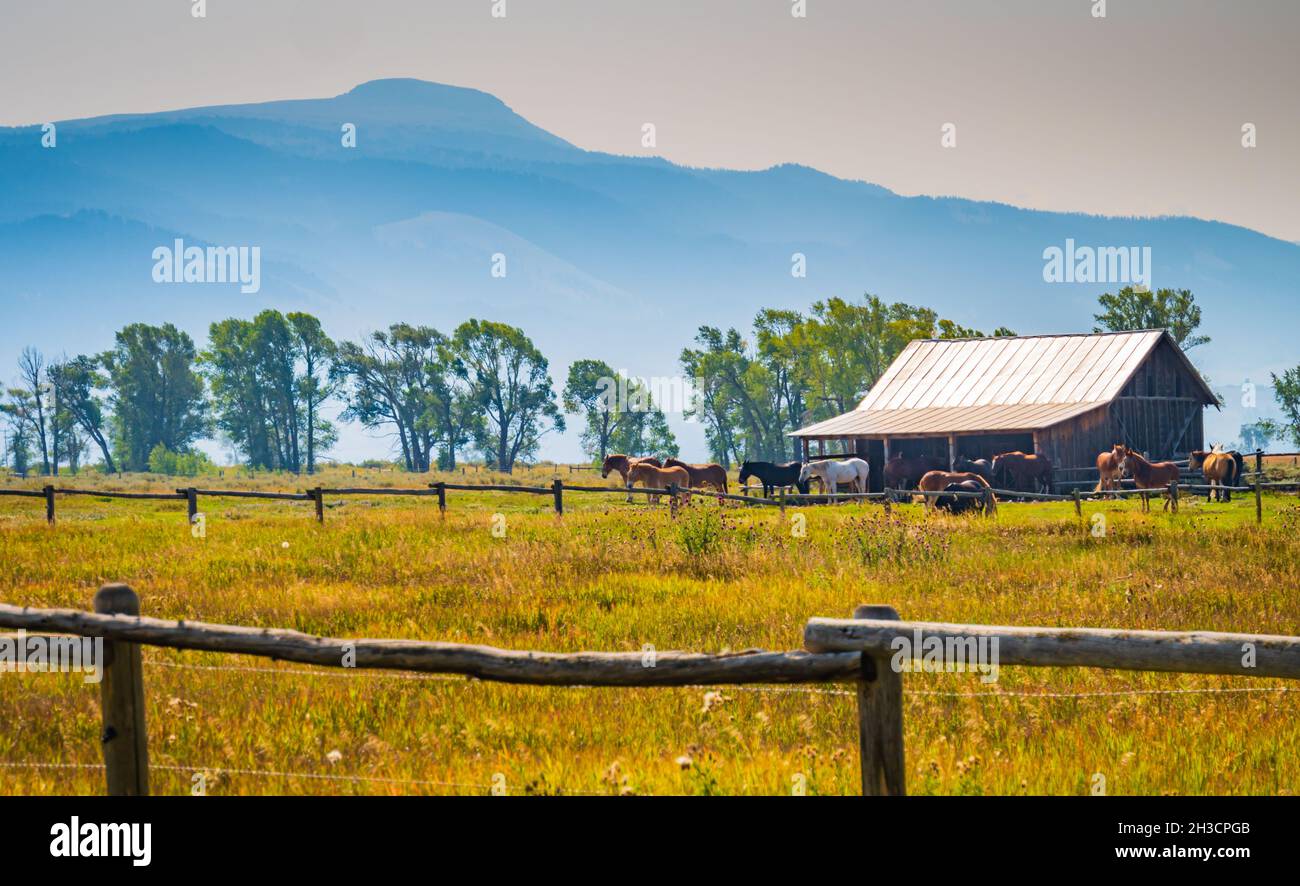 sole del mattino sui cavalli in un campo con fienile Foto Stock