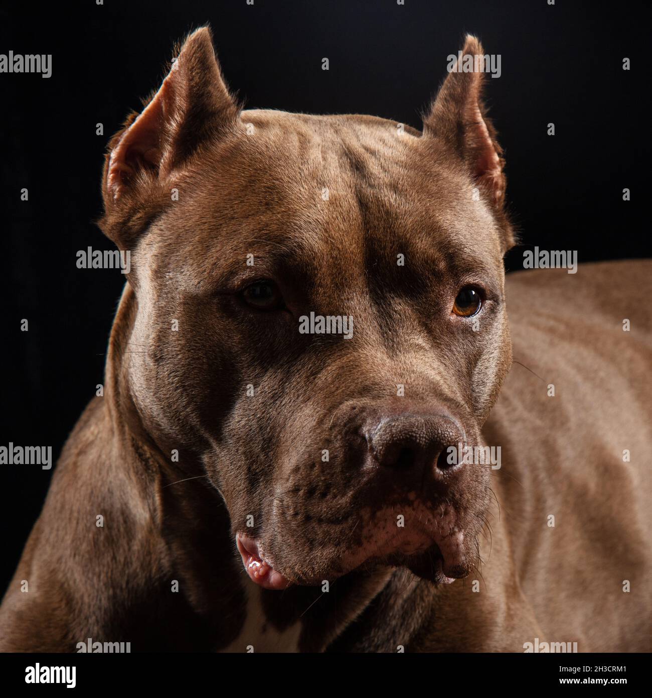 pit bull cioccolato su sfondo nero primo piano Foto Stock