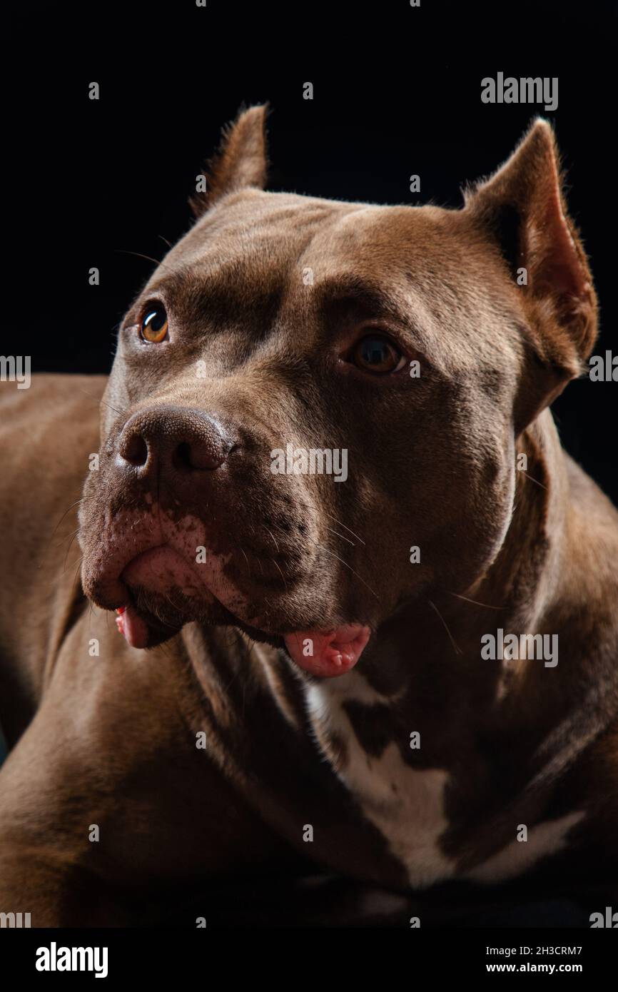 pit bull cioccolato su sfondo nero primo piano Foto Stock