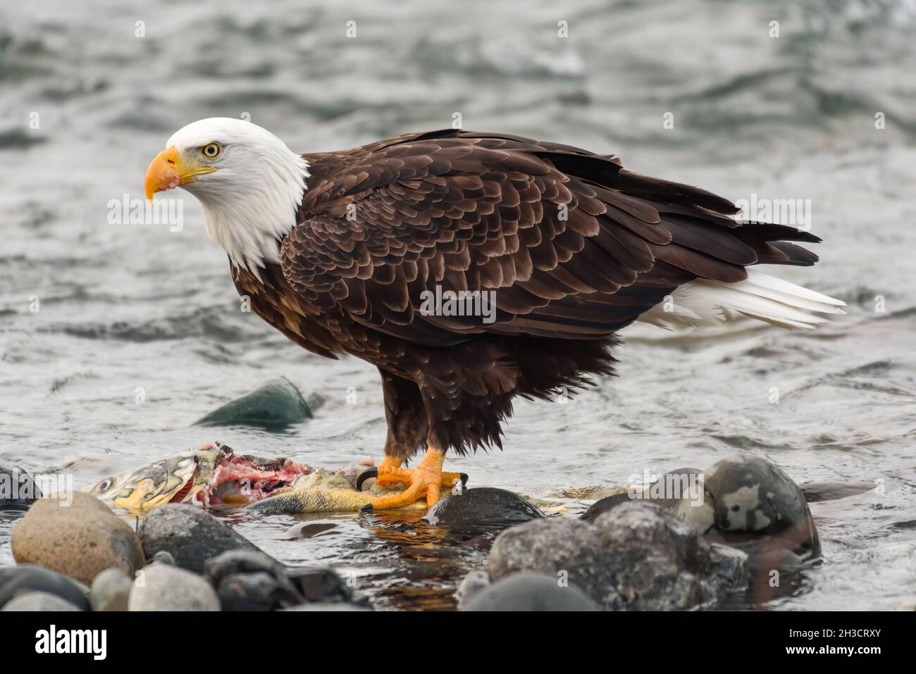 Aquila calva matura in stretto profilo in piedi su un salmone di chum parzialmente mangiato. L'acqua invernale del fiume Nooksack scorre sullo sfondo Foto Stock