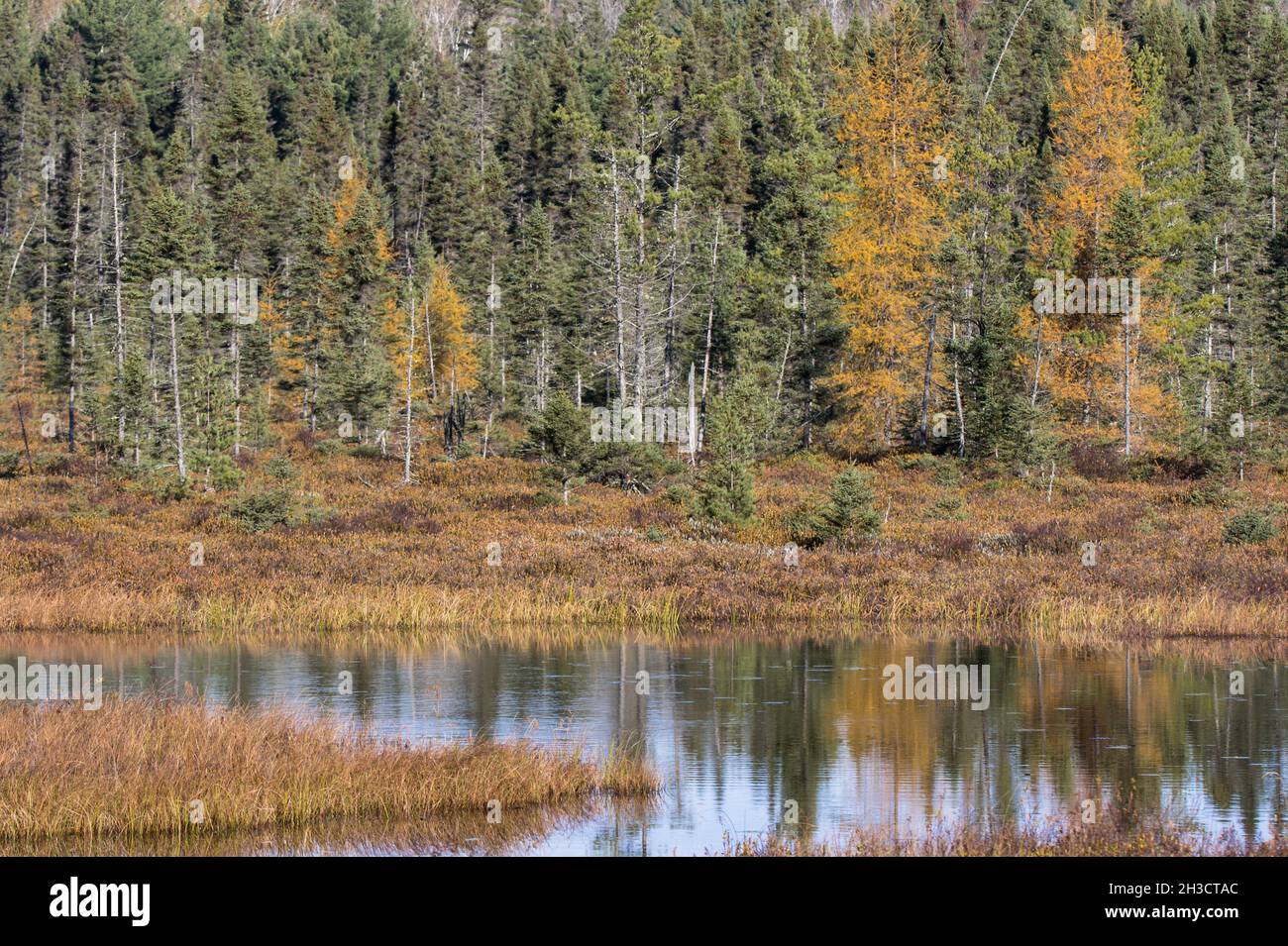 Tamaracks che sono gialli in autunno riflesso in acqua Foto Stock
