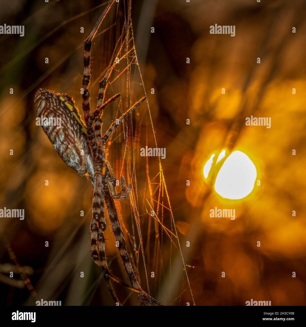 BANDED Garden Spider (Argiope trifasciata) che guarda l'alba. Raleigh, Carolina del Nord. Buoni colori per Halloween. Foto Stock