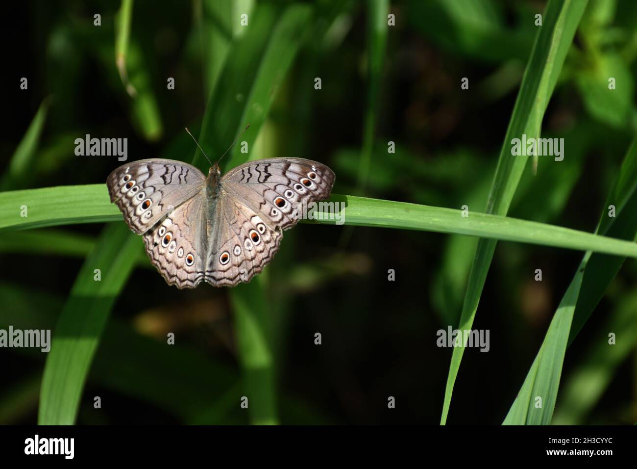 Farfalla grigio pansy appollaiato su erba verde. Junonia atlites Foto Stock