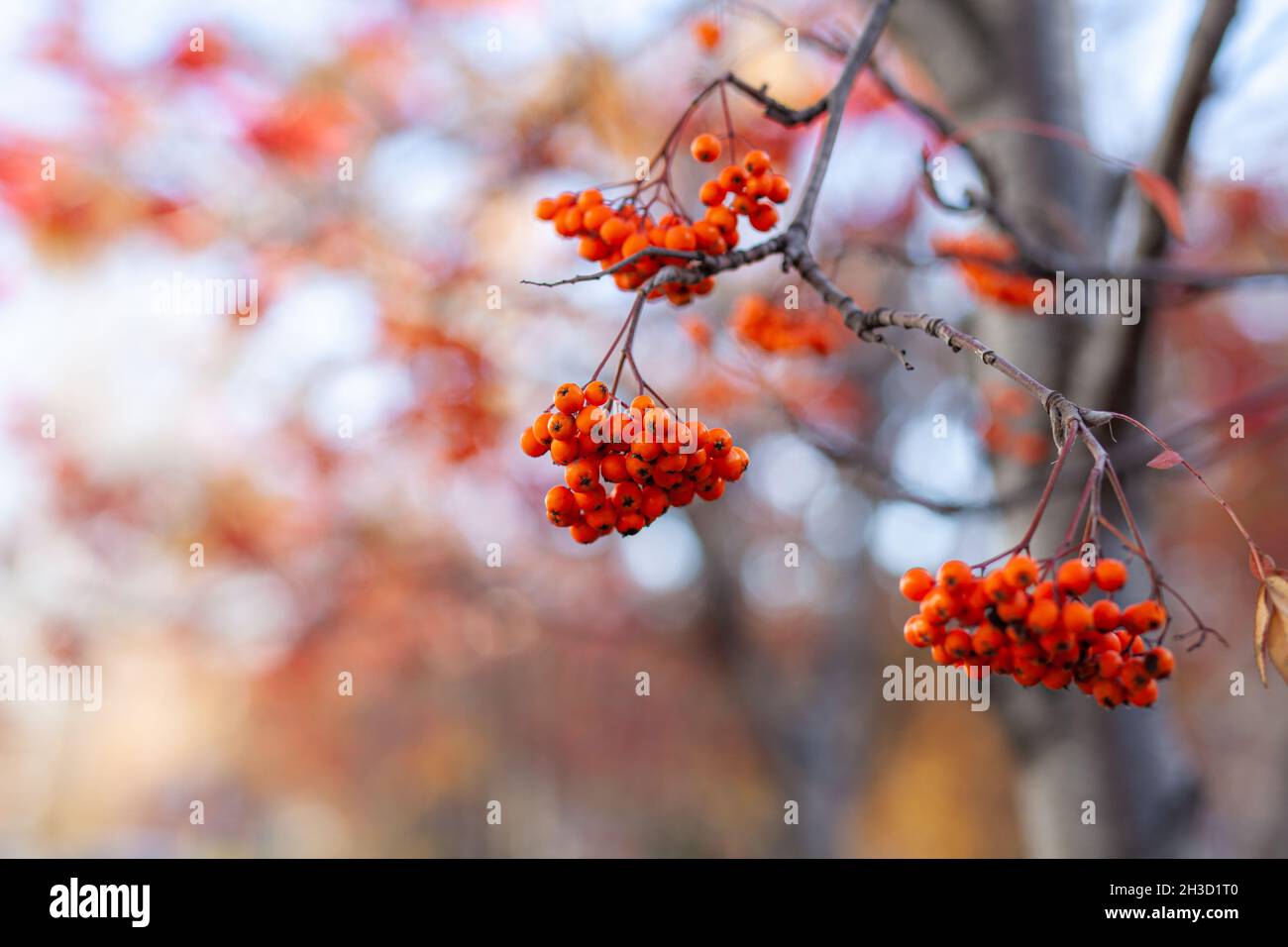 Bacche di cenere di montagna sono rosse su uno sfondo autunno sfocato Foto Stock