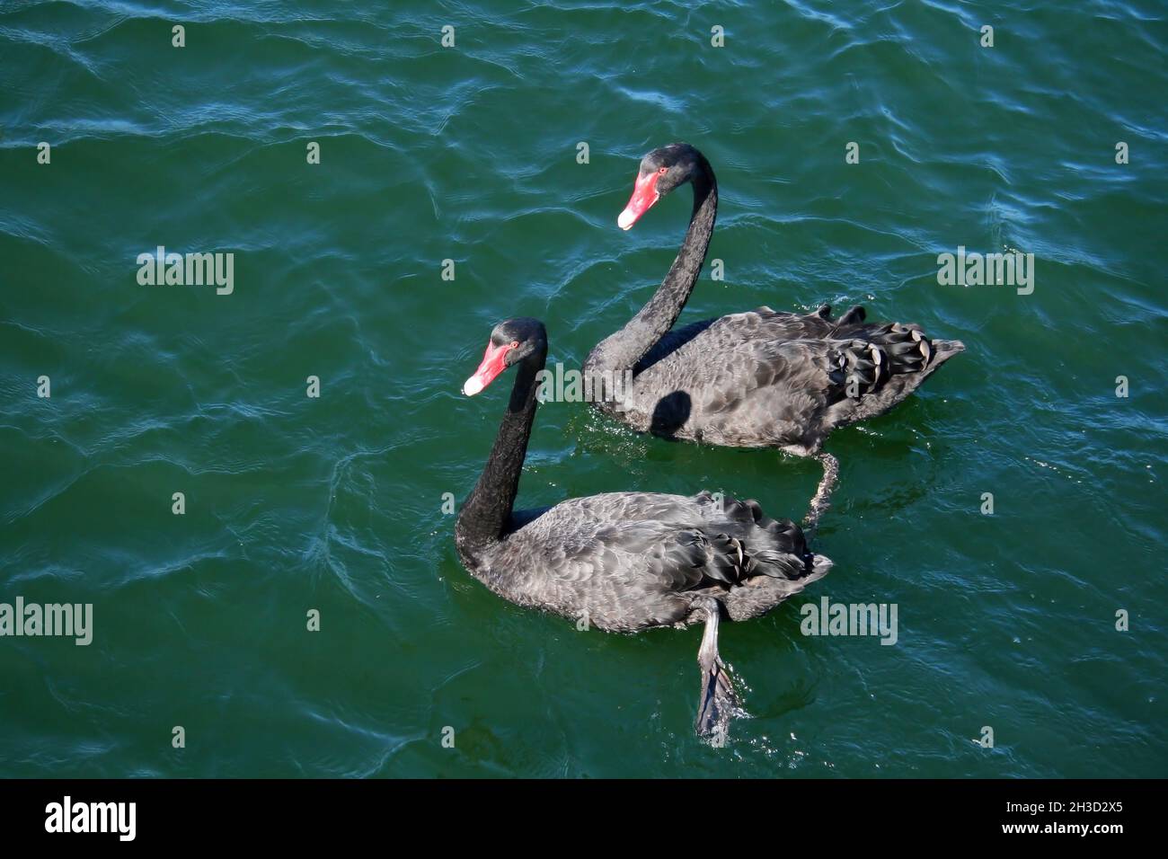 Nuoto sincronizzato di un paio di cigni neri nel fiume Swan smeraldo a Perth, Australia Occidentale Foto Stock