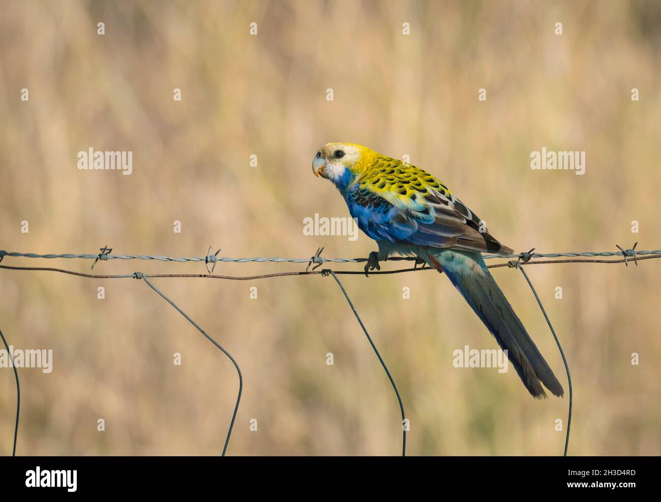 Rosella a testa pallida, Platycercus adscitus, pappagallo arroccato su una recinzione di filo in terreno agricolo nella regione dell'Australia Foto Stock