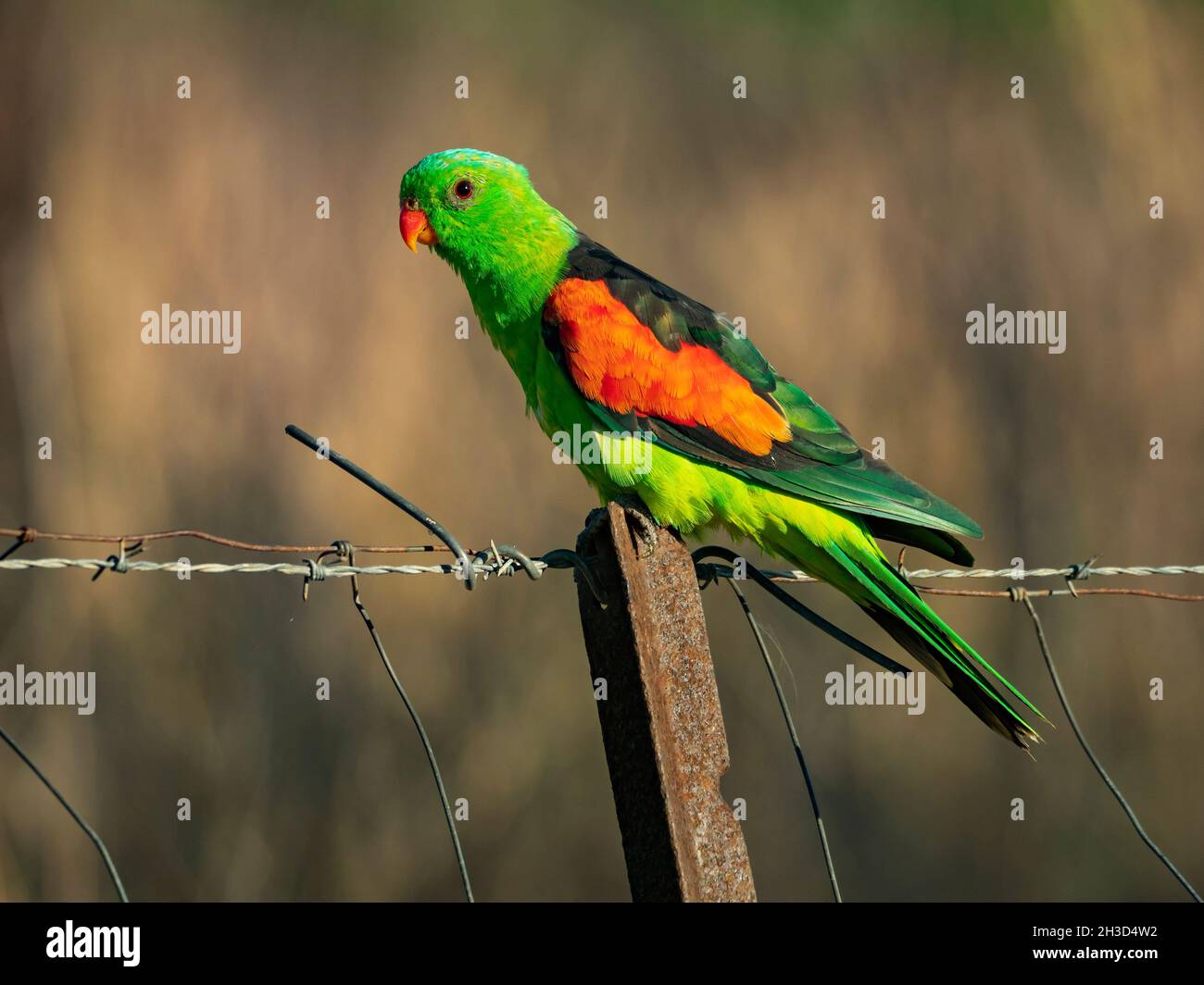 Pappagallo maschio ad alare rossa, Aprosmictus eritrypterus, arroccato su una recinzione in terreno agricolo nella regione dell'Australia. Foto Stock