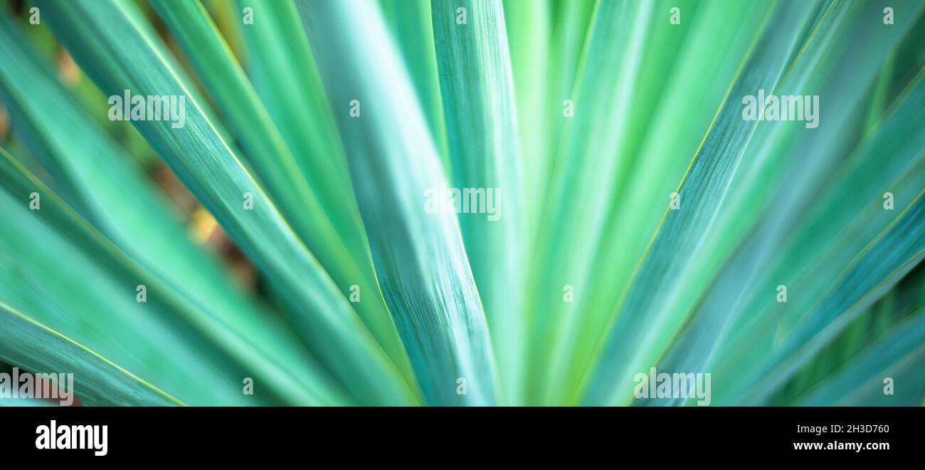 Sfondi e texture verdi naturali. Sfondo astratto a righe sfocato. Foto Stock