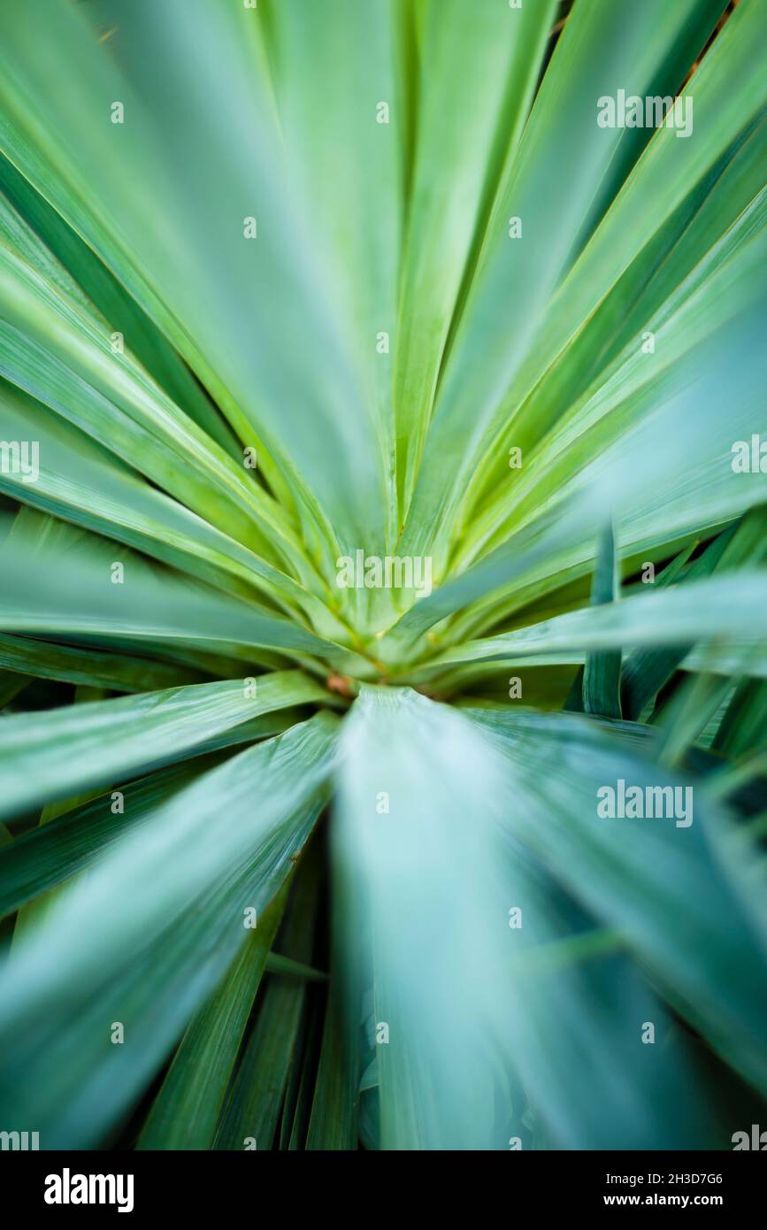 Sfondi e texture verdi naturali. Sfondo centrale astratto sfocato. Foto Stock