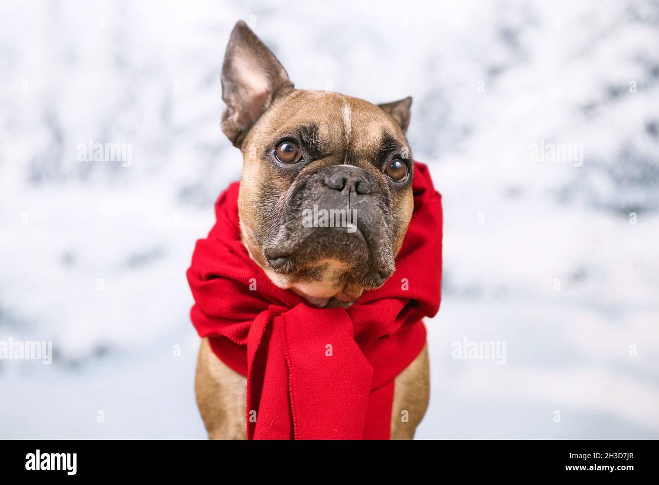 Ritratto di cane Bulldog francese con sciarpa invernale rossa di fronte a sfondo di neve sfocata Foto Stock