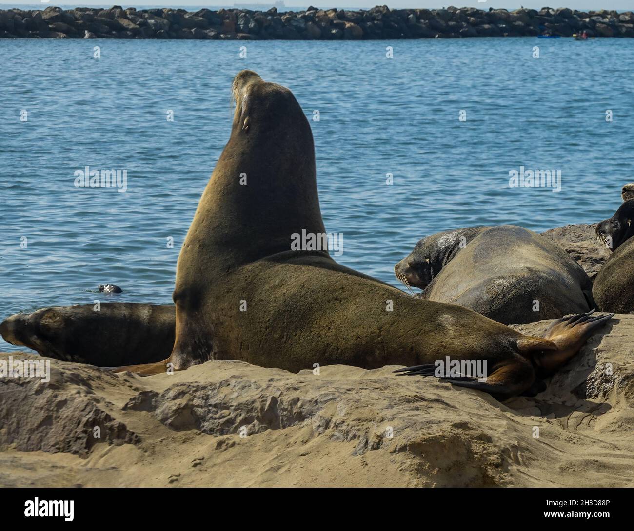 Leoni marini nella natura selvaggia che giacciono sulla spiaggia sabbiosa e sulle rocce dell'oceano, mentre navi e barche a vela passano nel porto Foto Stock