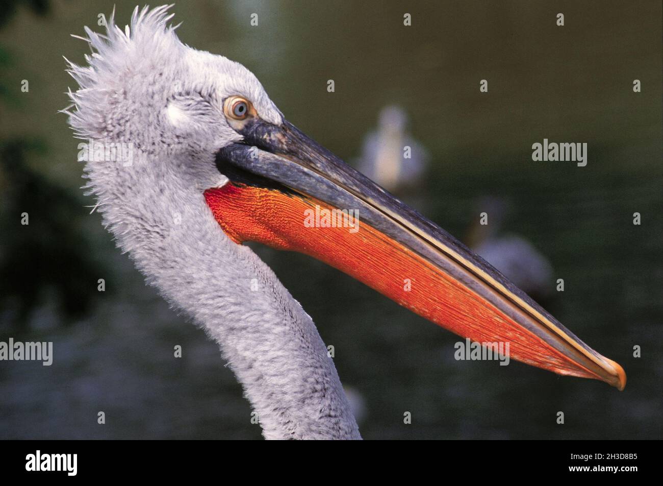 SENEGAL. REGIONE DI SAINT LOUIS. RISERVA NAZIONALE DI DJOUDJ, IL PARCO BIRD SANCTUARY È ISTITUITO DAL 1971. QUESTO È IL TERZO PARCO DI UCCELLI NEL WORL Foto Stock