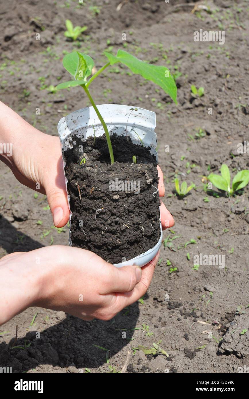 Cetrioli: Piantando, coltivando e raccogliendo piante di cetriolo Foto Stock