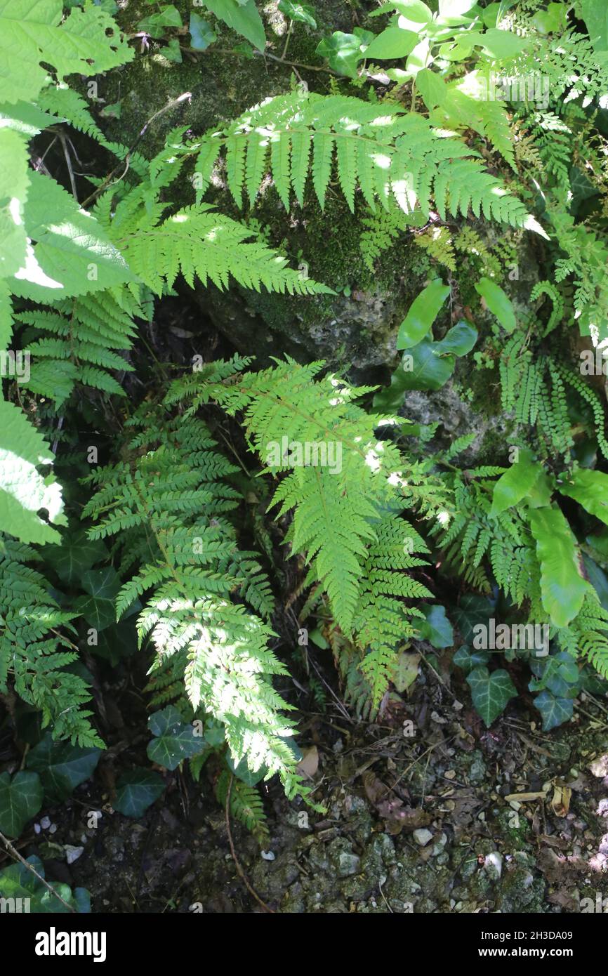 Polistichum setiferum, Soft Shield-fern, Dryopteridaceae. Pianta selvaggia sparata in primavera. Foto Stock