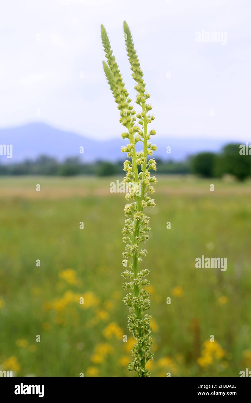 Reseda luteola, Resedaceae. Pianta selvaggia sparata in primavera. Foto Stock