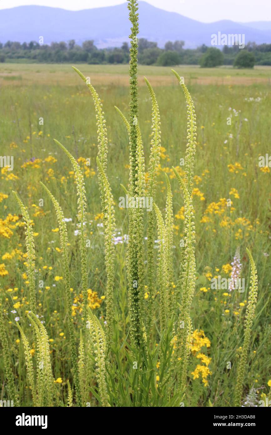 Reseda luteola, Resedaceae. Pianta selvaggia sparata in primavera. Foto Stock