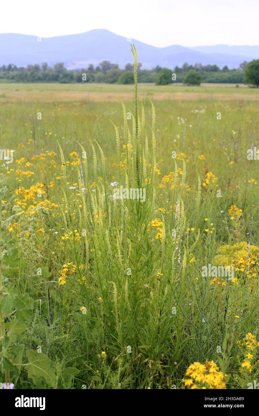 Reseda luteola, Resedaceae. Pianta selvaggia sparata in primavera. Foto Stock