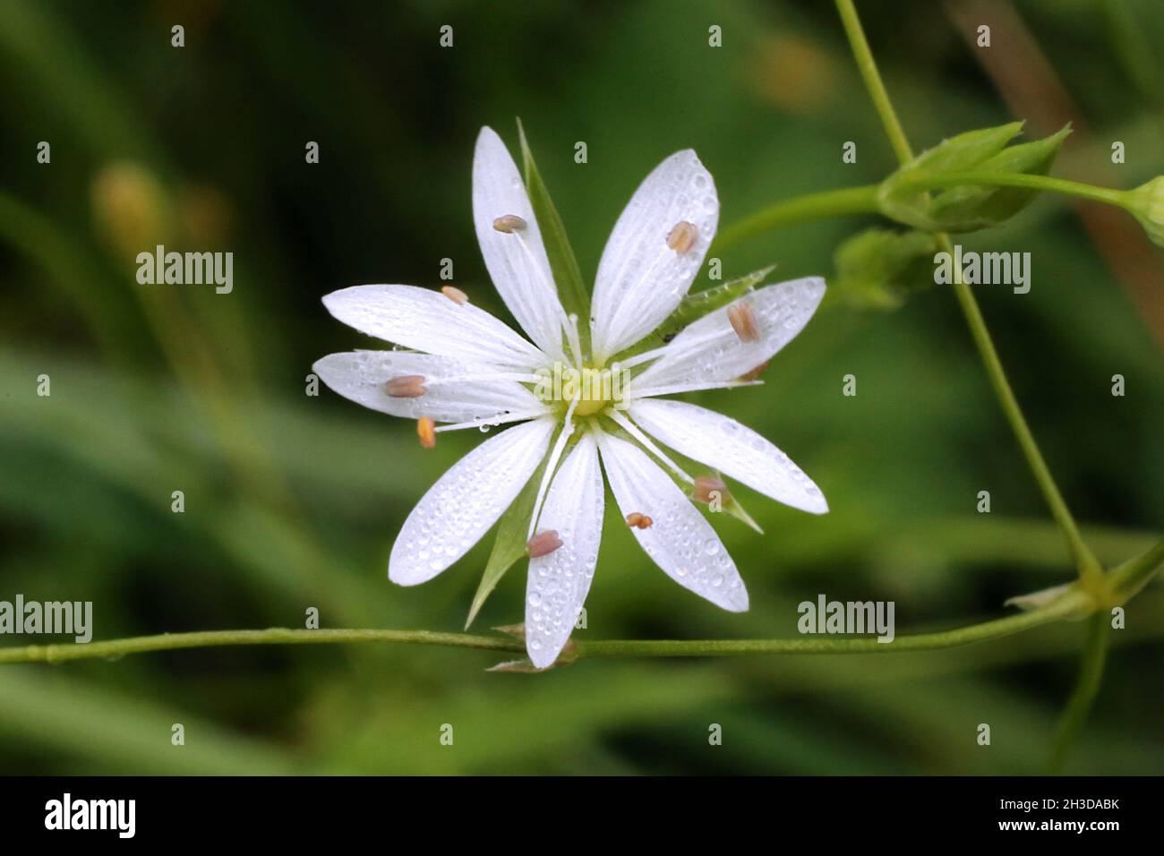 Stellaria Graminea, Lesser Stitchwort, Caryophyllaceae. Pianta selvaggia sparata in primavera. Foto Stock