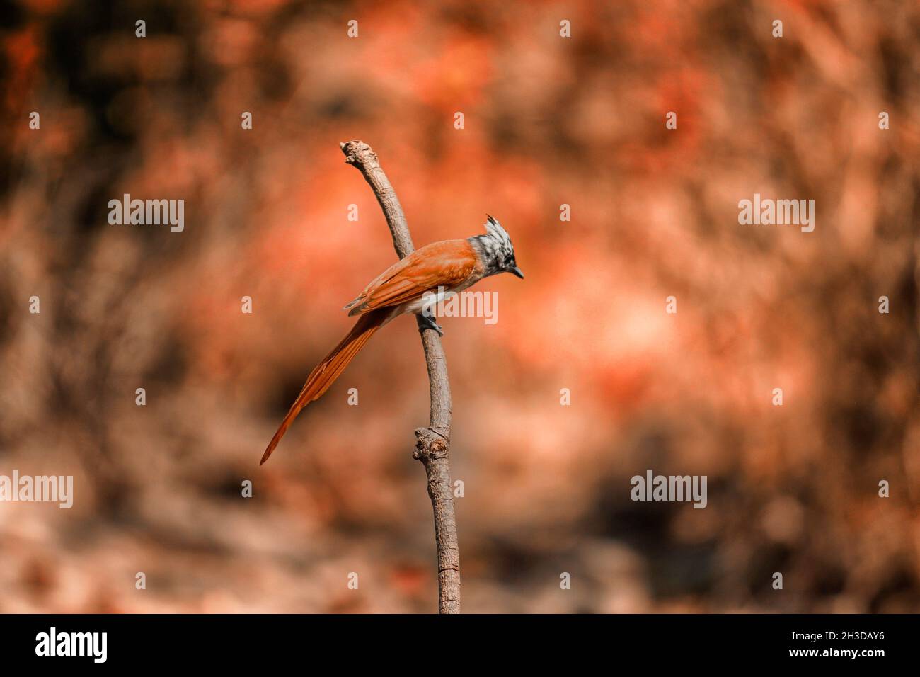 È un uccello maschio del flycatcher del paradiso asiatico dai Ghats occidentali dell'India. I maschi di questi uccelli hanno due morfi uno bianco e l'altro cannella morph. Foto Stock