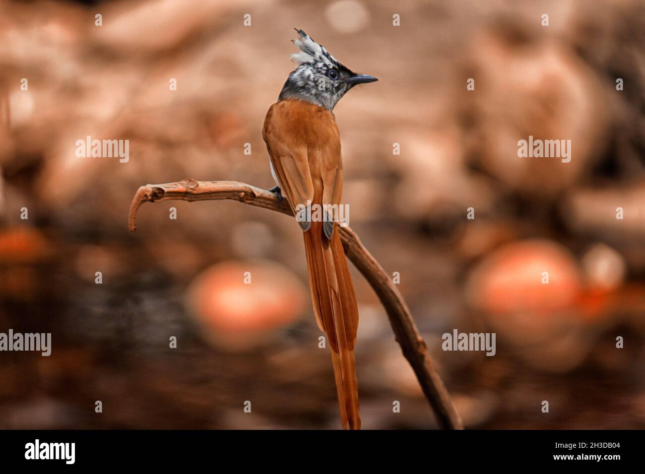 È un uccello maschio del flycatcher del paradiso asiatico dai Ghats occidentali dell'India. I maschi di questi uccelli hanno due morfi uno bianco e l'altro cannella morph. Foto Stock