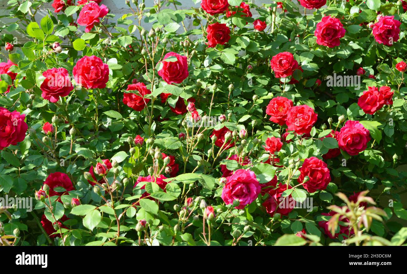 Rose rampicanti rosse che fioriscono nel giardino.sfondo testurizzato. Foto Stock