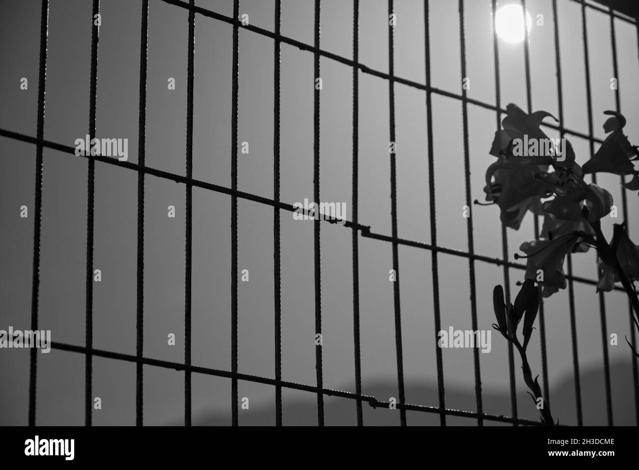 Foto in bianco e nero di recinzioni metalliche con fiore secco e luna piena a metà notte Foto Stock