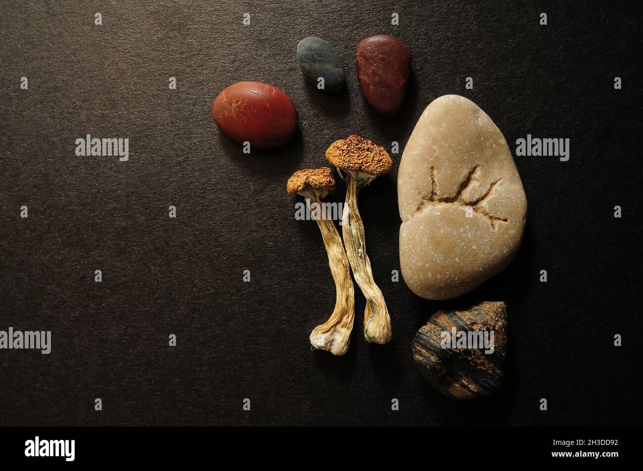 Funghi psilocibe cubensis secchi su fondo nero, giacitura piatta. Scrooms magici Maestro d'oro. Ispirazione psichedelica. Erbe naturali il Foto Stock