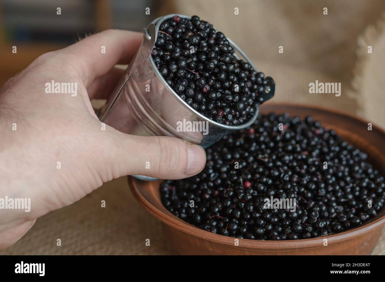 Sambucus nigra. Sambuco nero raccolta, stagione di raccolta. Il guaritore misura una misura di bacche mature per fare una pozione. Cultura slava. Selettivo per Foto Stock
