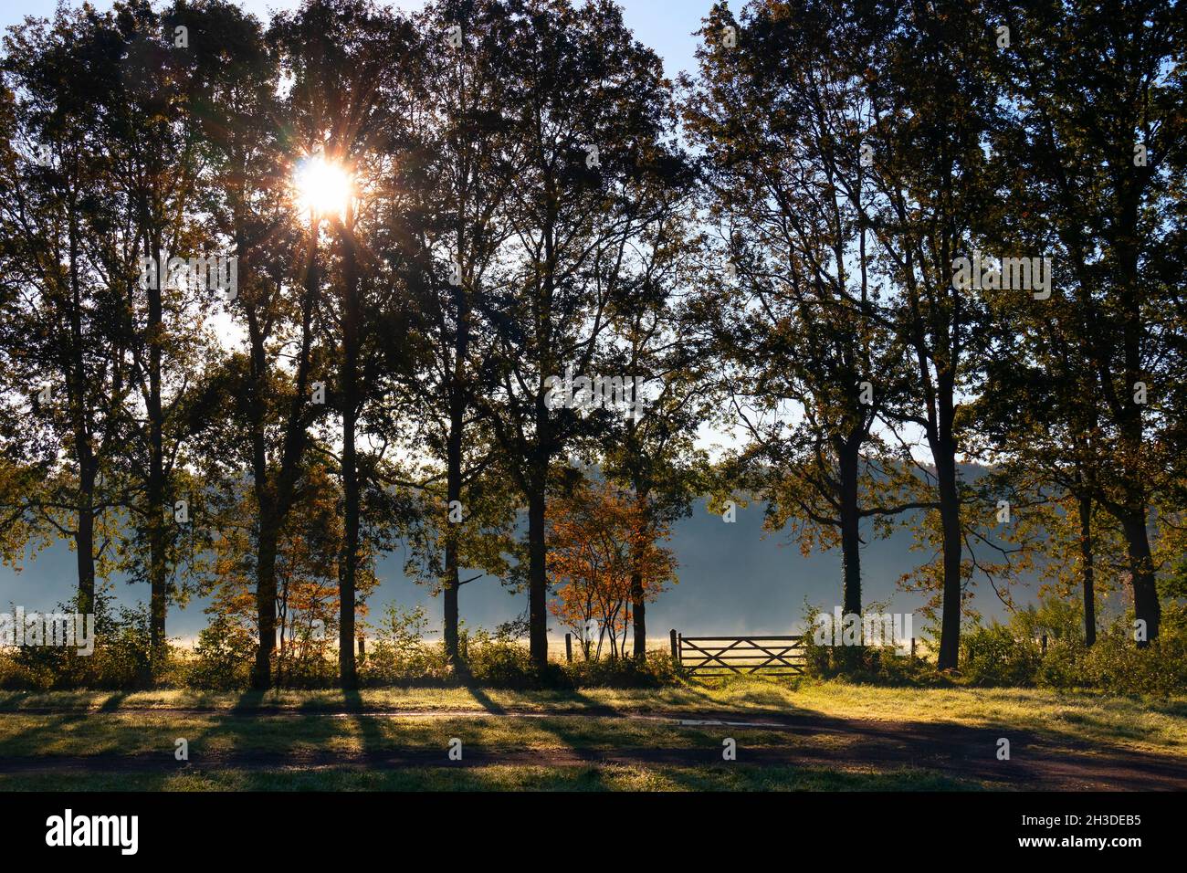 Paesaggio soleggiato e recinto in legno in autunno nei Paesi Bassi Foto Stock