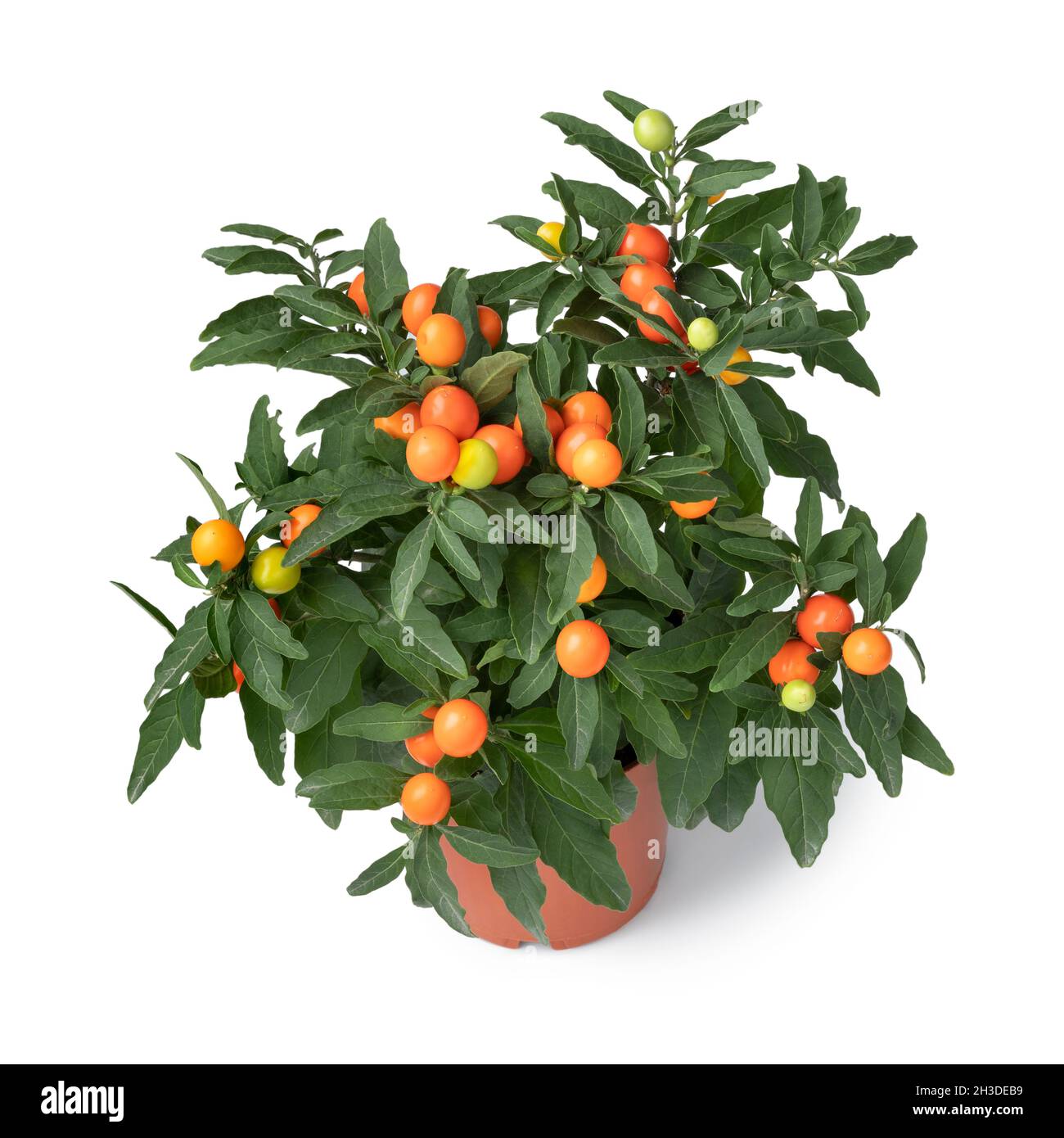 Solanum pseudocapsicum pianta close up isolato su sfondo bianco Foto Stock