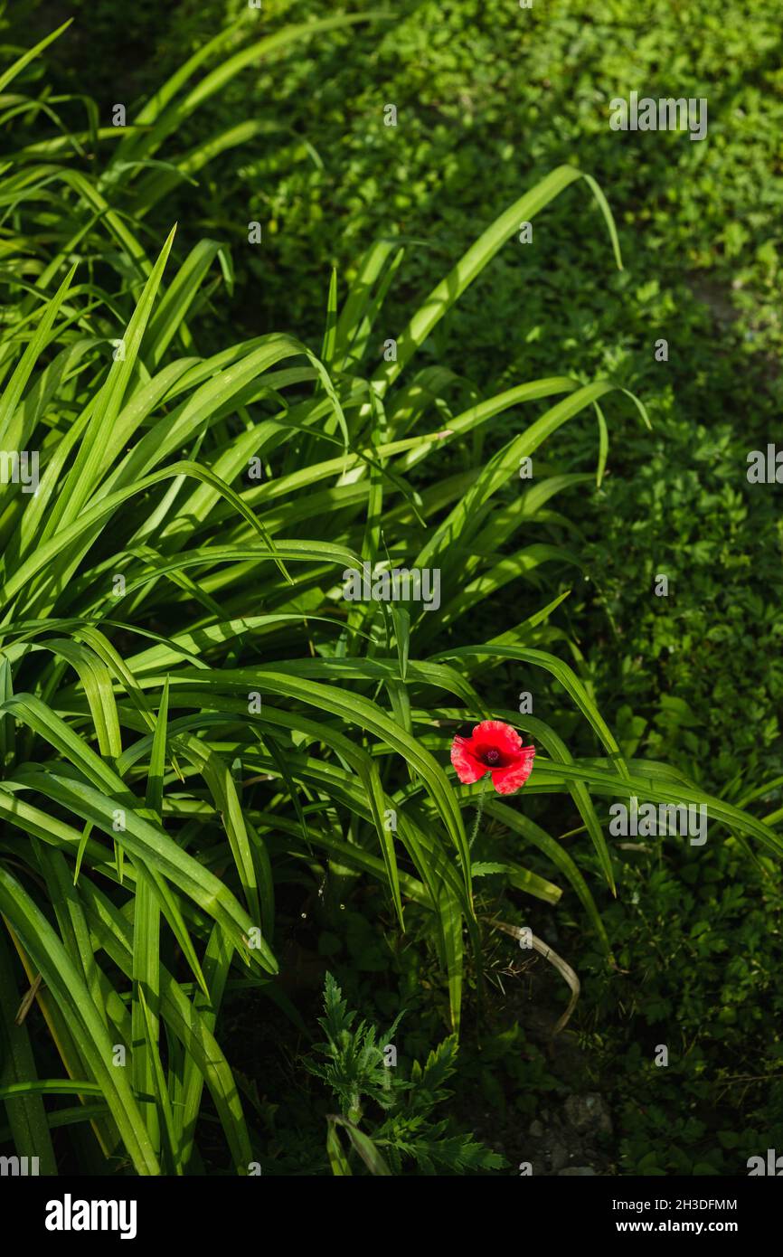 Fiori nel giardino Foto Stock