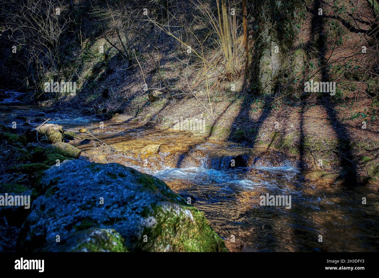 Shot di terreno congelato in una foresta Foto Stock