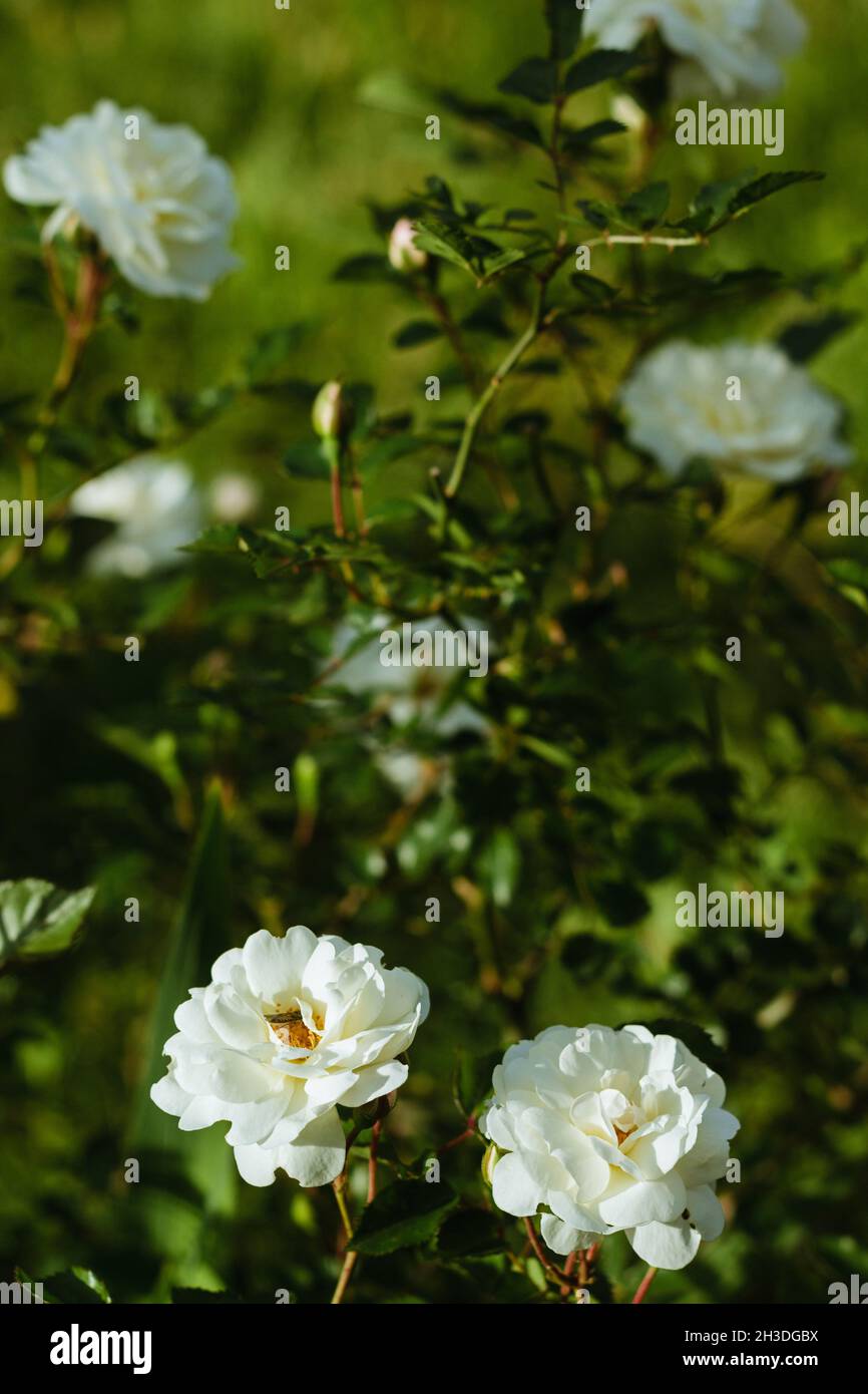 Fiori nel giardino Foto Stock