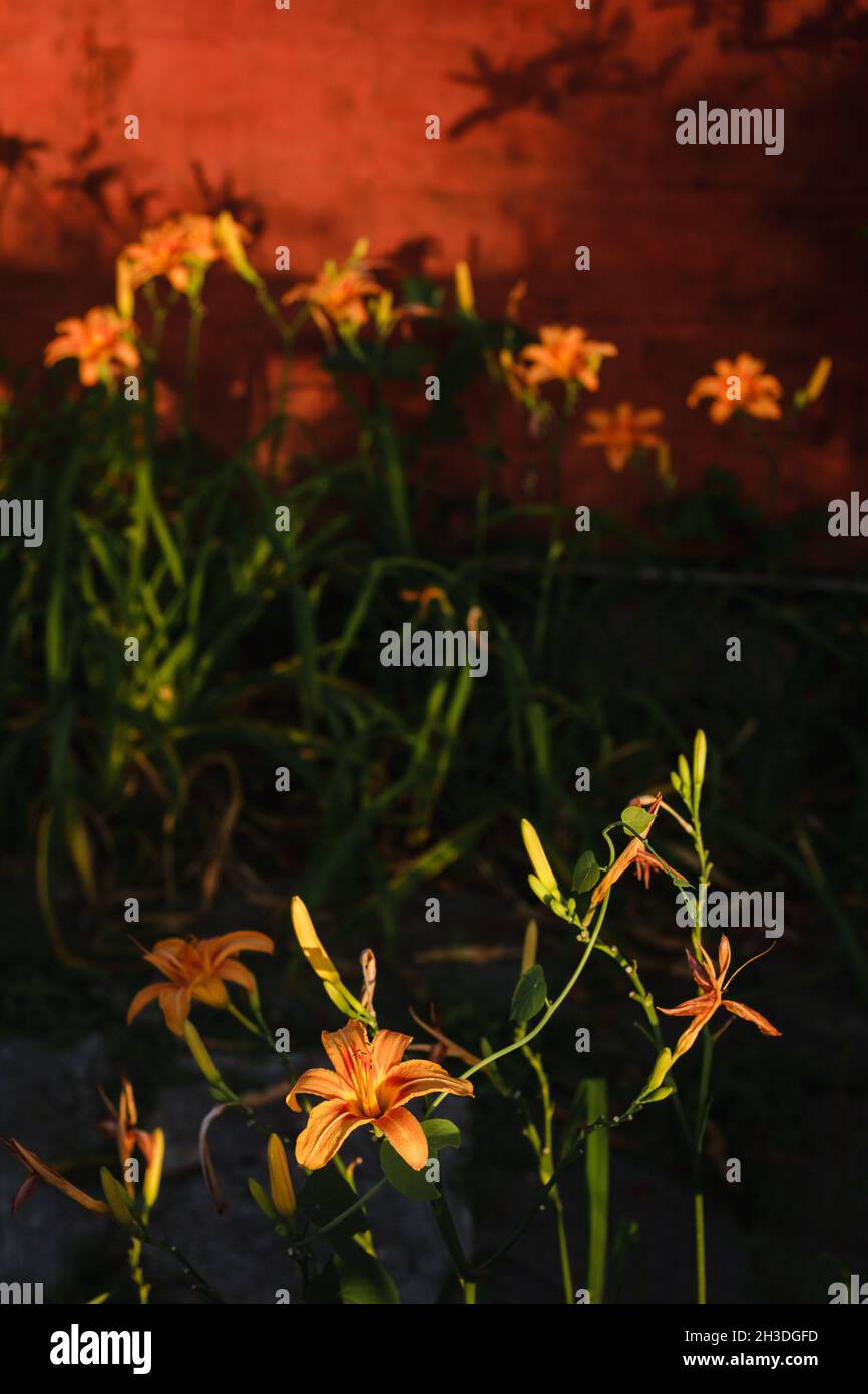 Orange Daylily ; nome scientifico: Hemerocallis Fulva Foto Stock