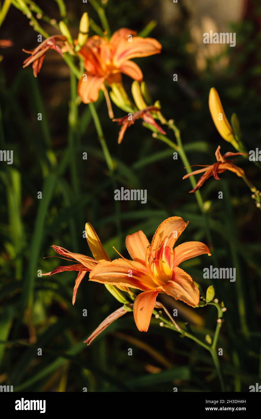 Orange Daylily ; nome scientifico: Hemerocallis Fulva Foto Stock