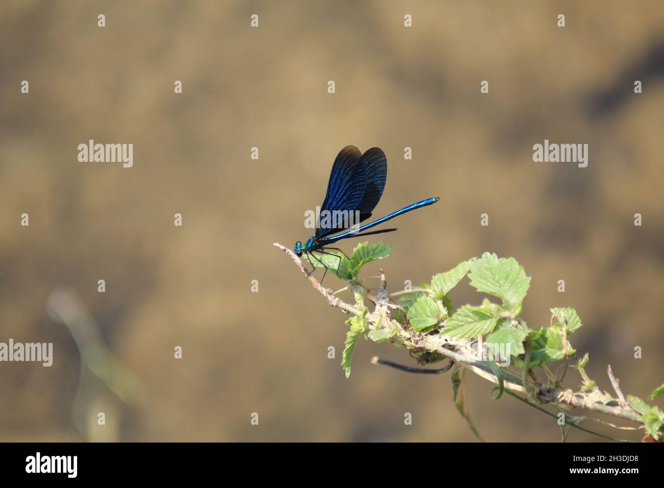 La libellula blu si riposa sul ramo con foglie Foto Stock
